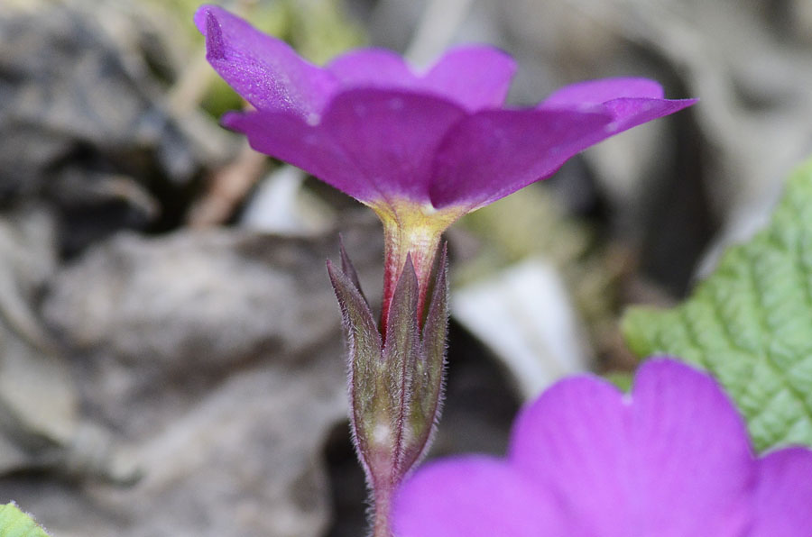 Nel bosco, primula colorata